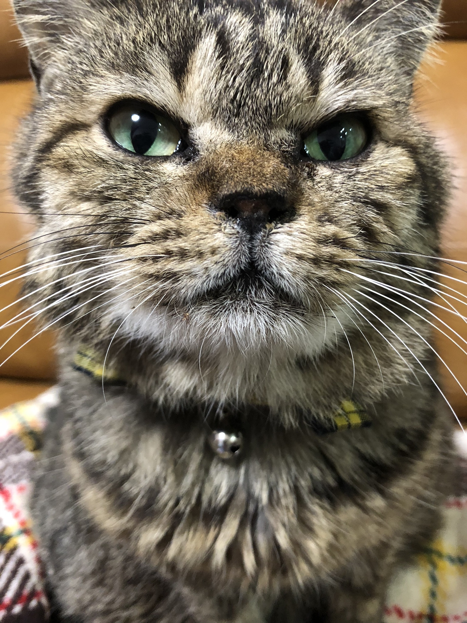 本日のオハナ